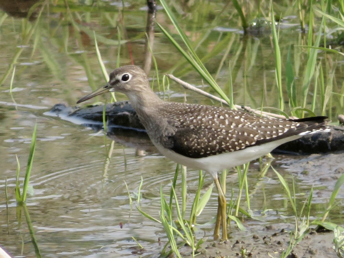 Solitary Sandpiper - ML641475492