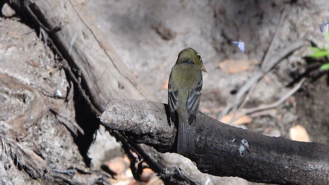 Western Flycatcher - ML641475493