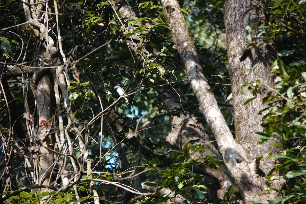 Malabar Woodshrike - ML641475516