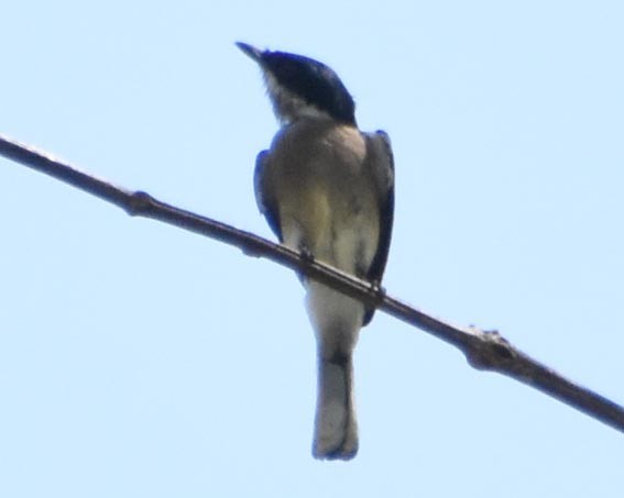 Bar-winged Flycatcher-shrike - ML641475522