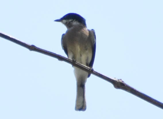 Bar-winged Flycatcher-shrike - ML641475525