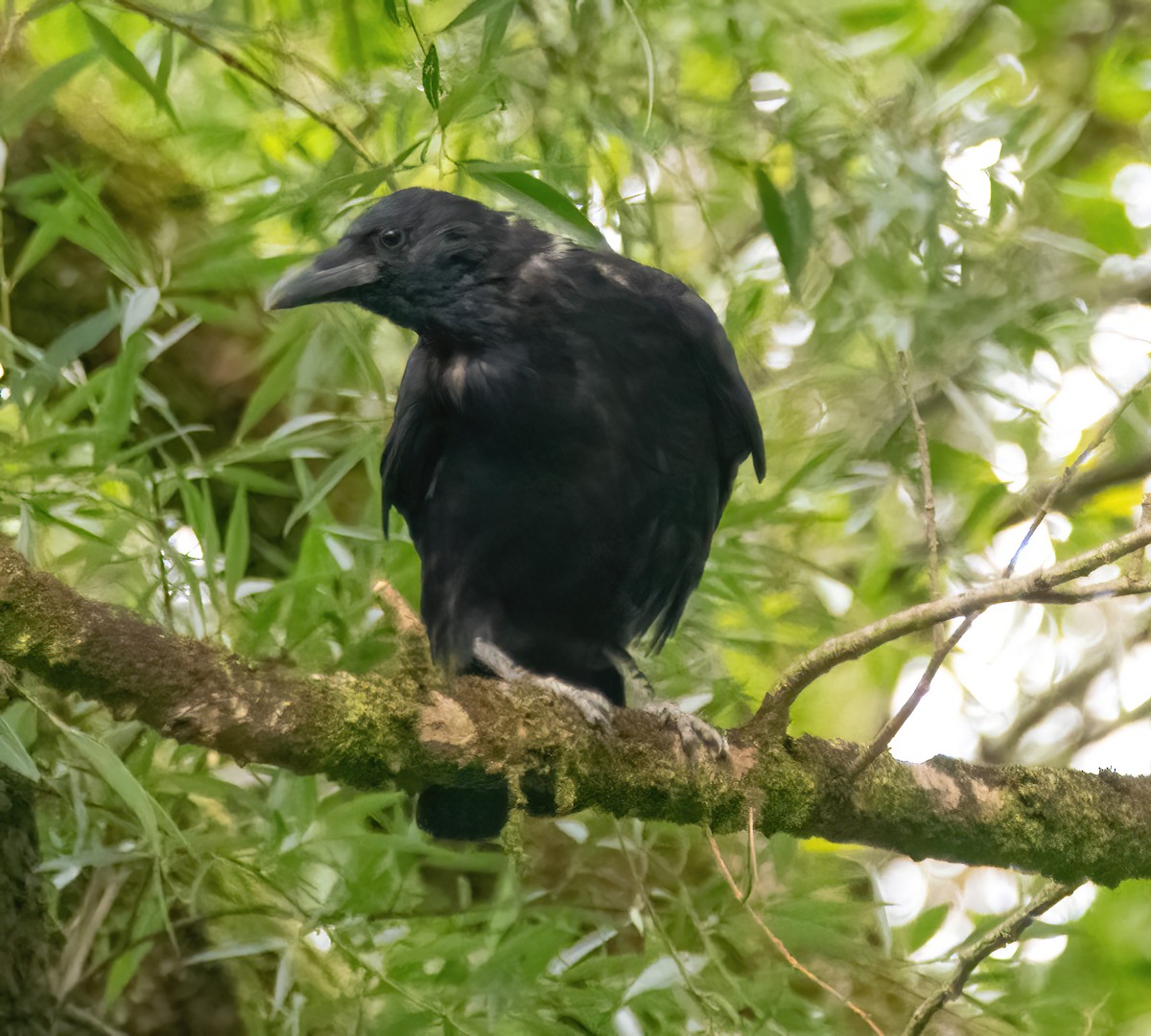 Corneille noire - ML641475529