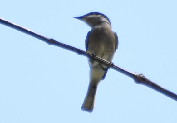 Bar-winged Flycatcher-shrike - ML641475530