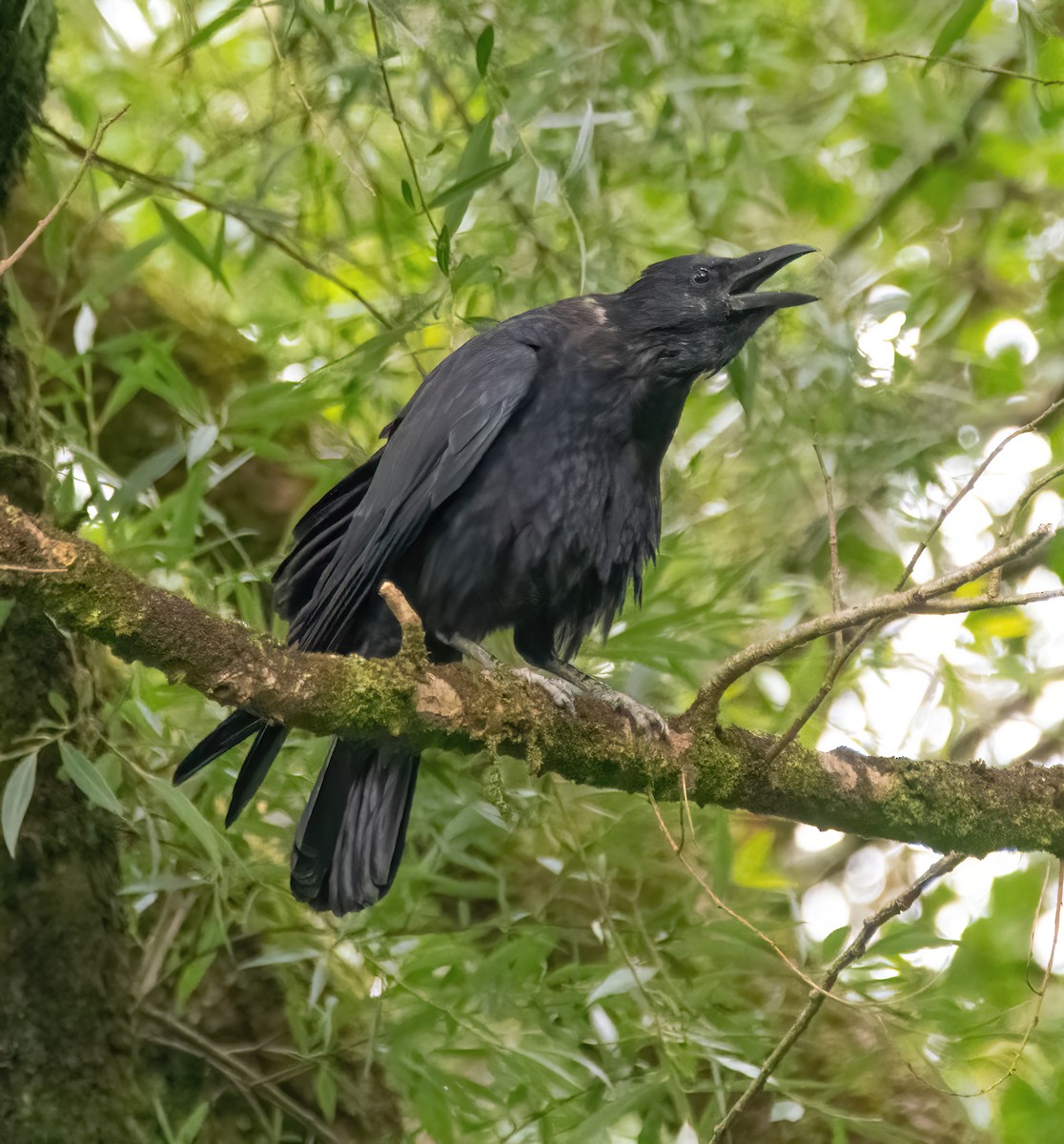 Corneille noire - ML641475531