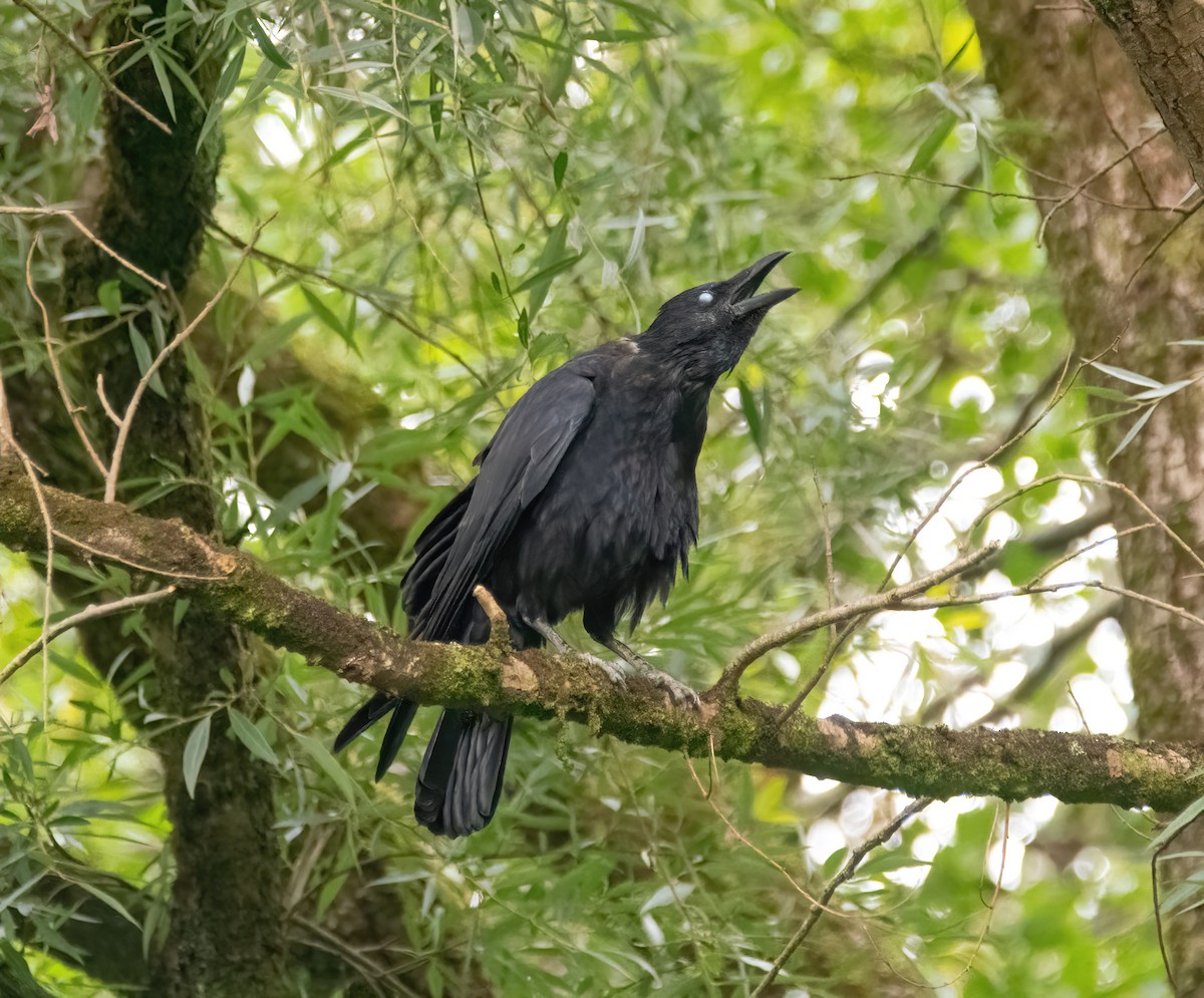 Corneille noire - ML641475536
