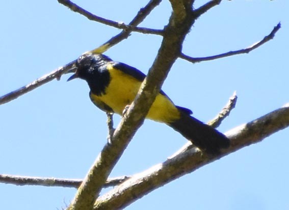 Sultan Tit - ML641475538
