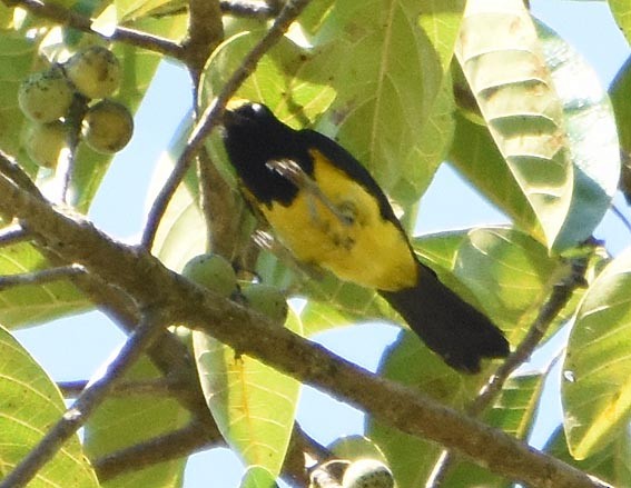 Sultan Tit - ML641475542