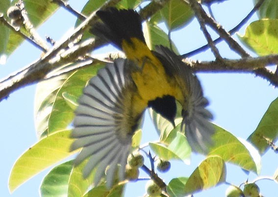 Sultan Tit - ML641475555