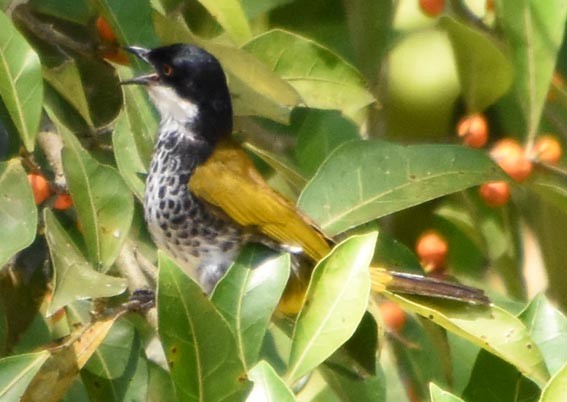 Scaly-breasted Bulbul - ML641475561