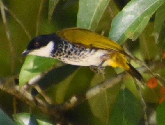 Scaly-breasted Bulbul - ML641475564