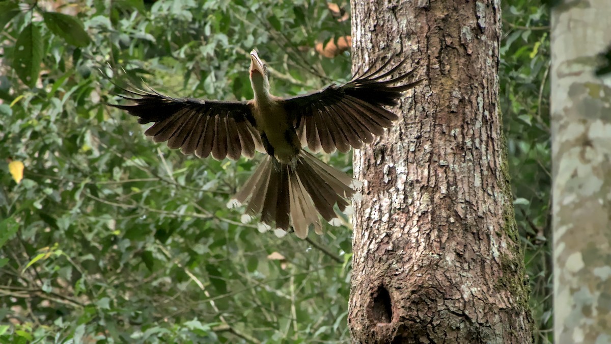 Brown Hornbill - ML641475565
