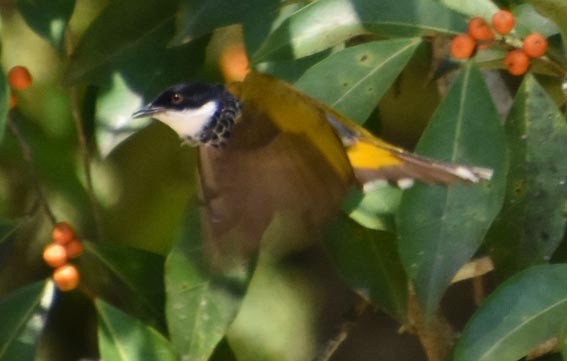 Scaly-breasted Bulbul - ML641475568