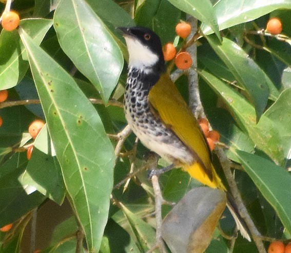 Scaly-breasted Bulbul - ML641475576
