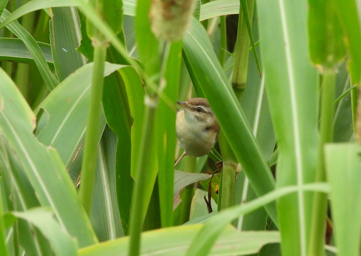 Paddyfield Warbler - ML641475591