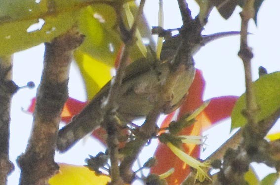 Gray-breasted Spiderhunter - ML641475592