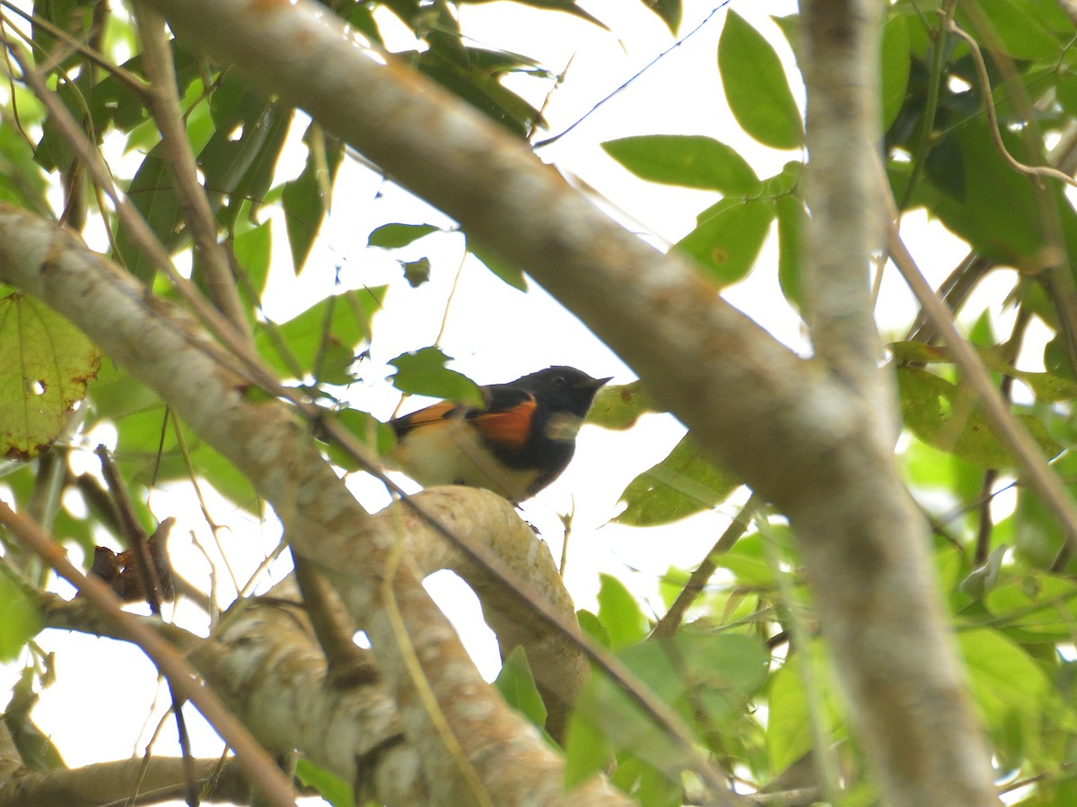 American Redstart - ML641475623