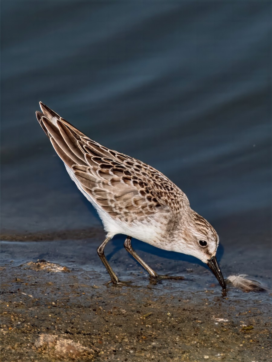 Semipalmated Sandpiper - ML641475632
