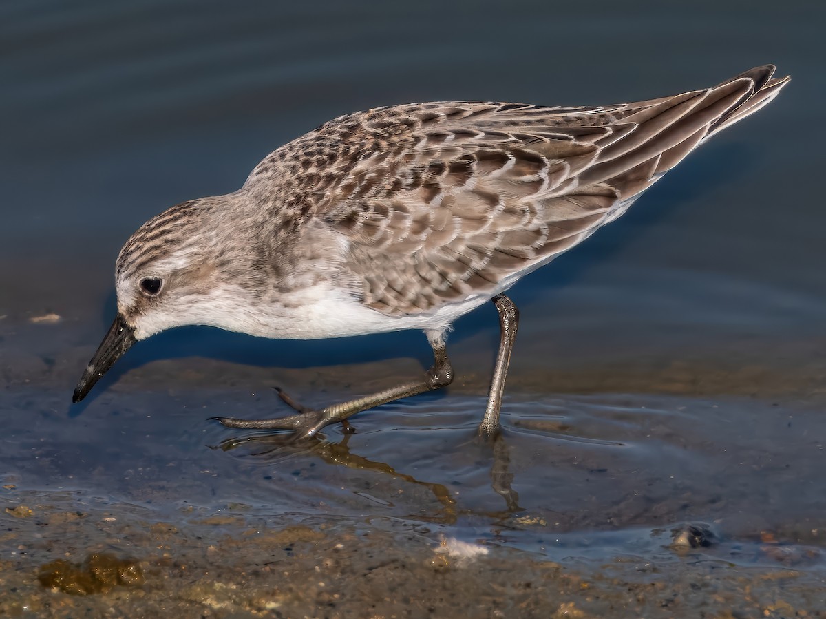 Semipalmated Sandpiper - ML641475633