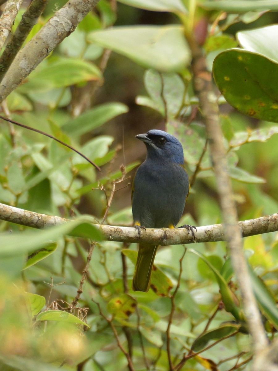 Blue-capped Tanager - ML641475634