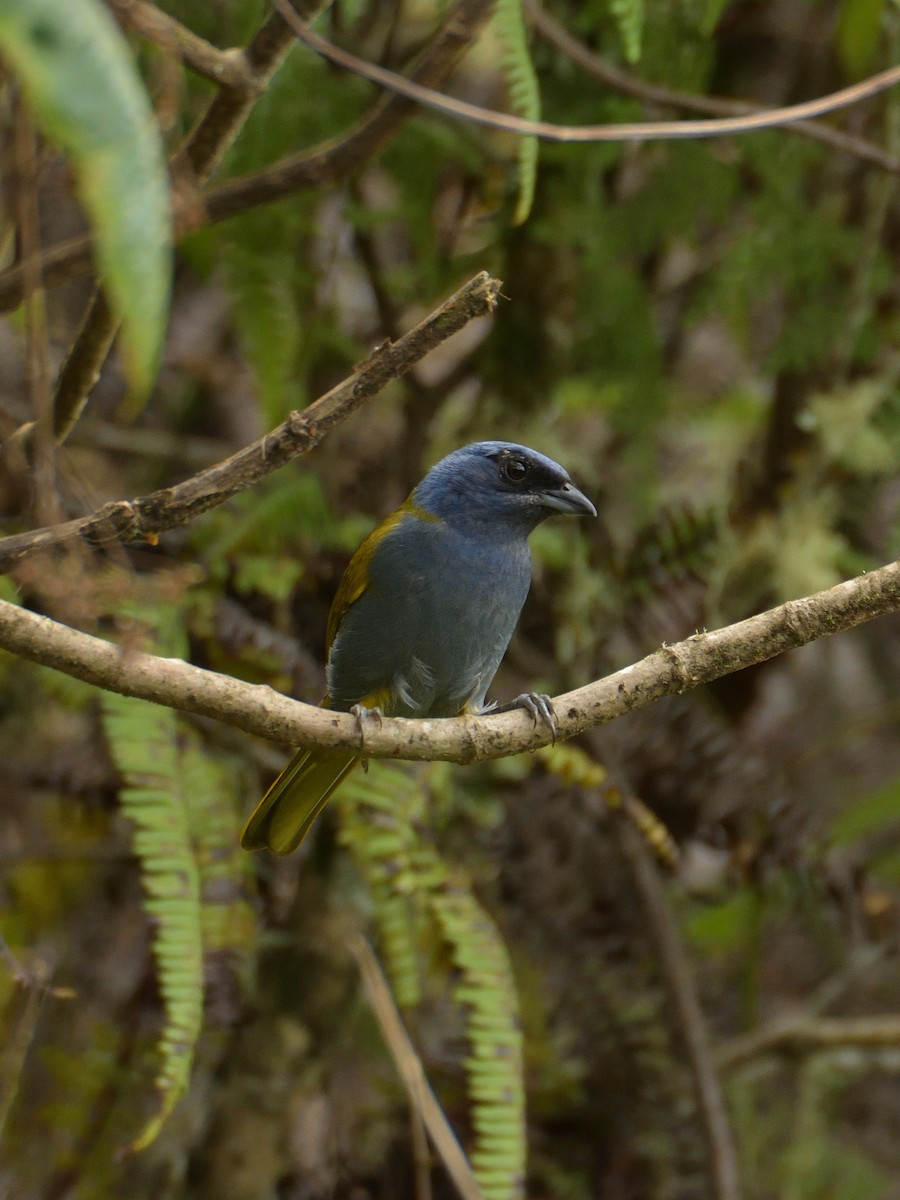 Blue-capped Tanager - ML641475636