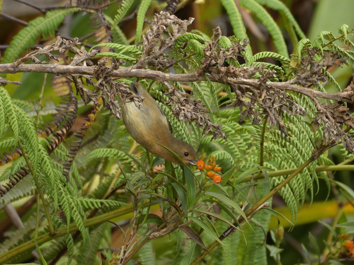 White-sided Flowerpiercer - ML641475643