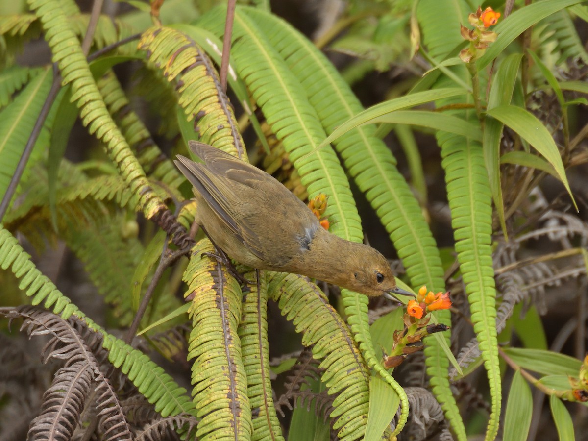 White-sided Flowerpiercer - ML641475645