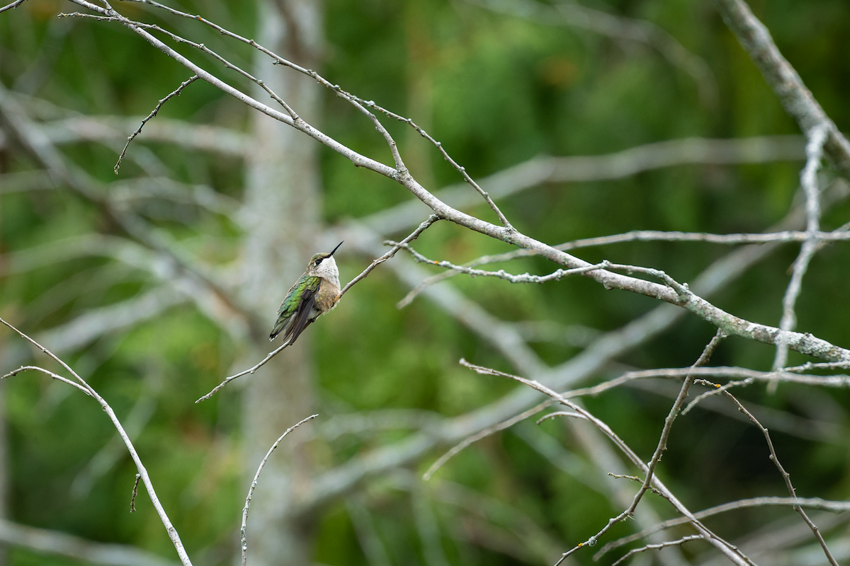 Ruby-throated Hummingbird - ML641475683