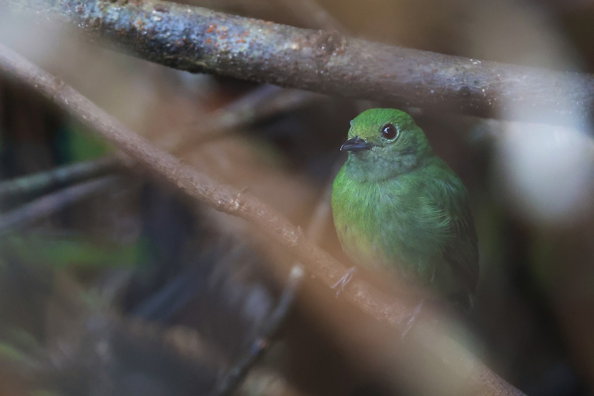 Velvety Manakin - ML641475688