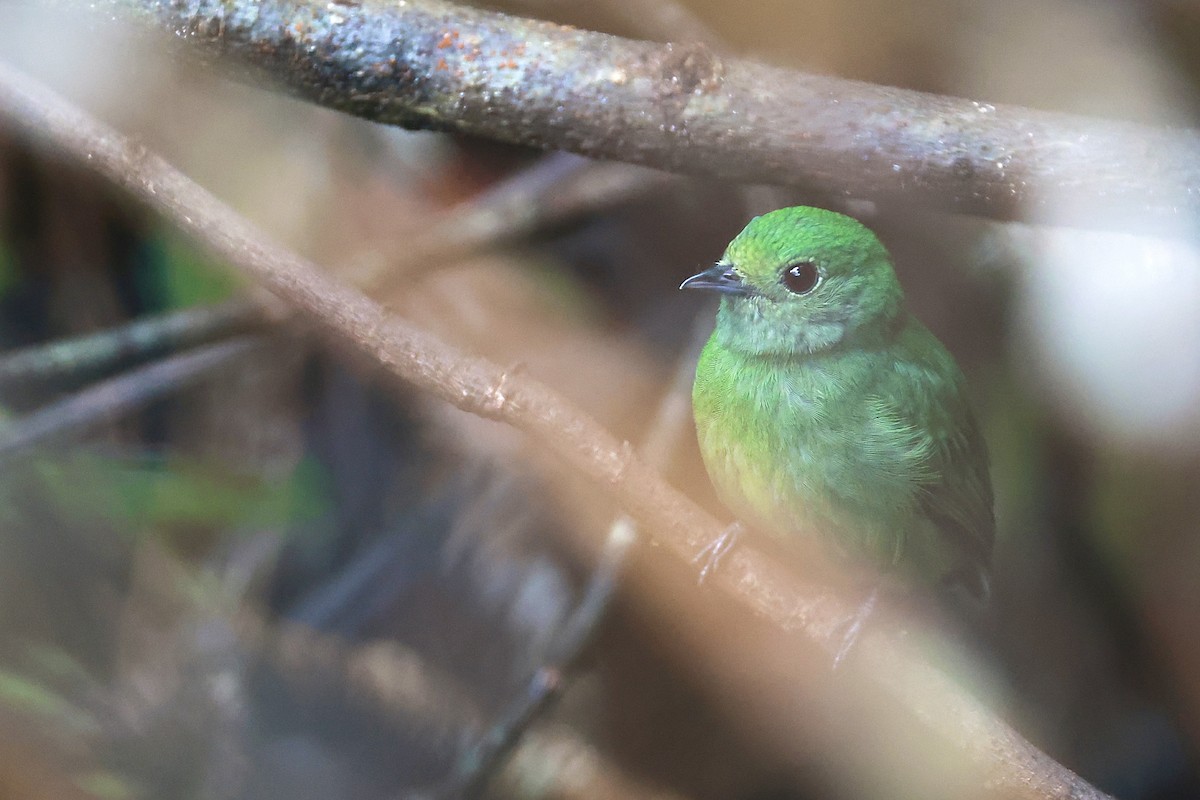 Velvety Manakin - ML641475690