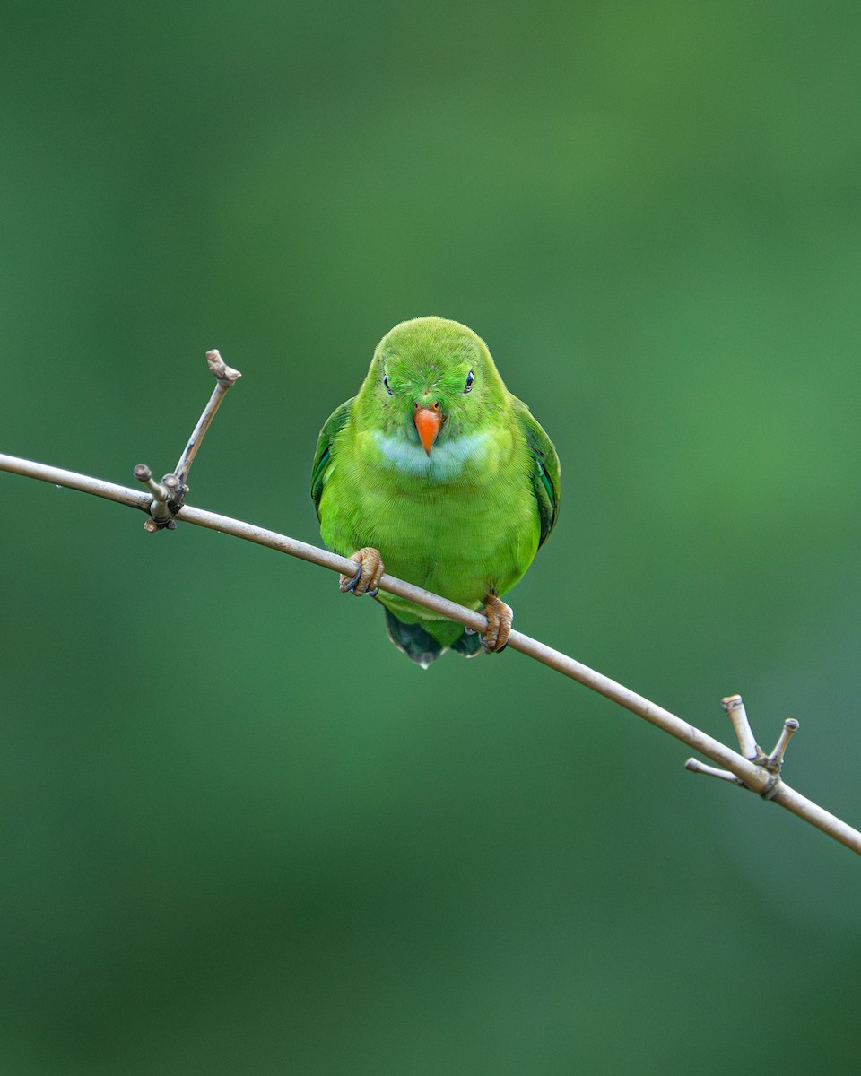 Vernal Hanging-Parrot - ML641475802