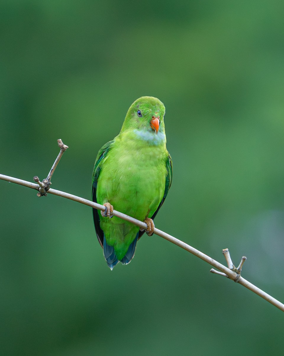 Vernal Hanging-Parrot - ML641475803