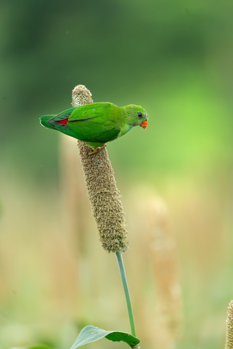 Vernal Hanging-Parrot - ML641475807