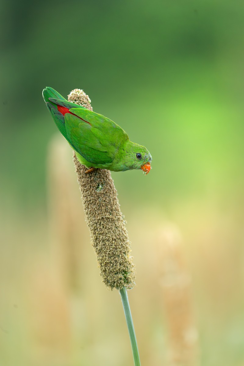 Vernal Hanging-Parrot - ML641475808