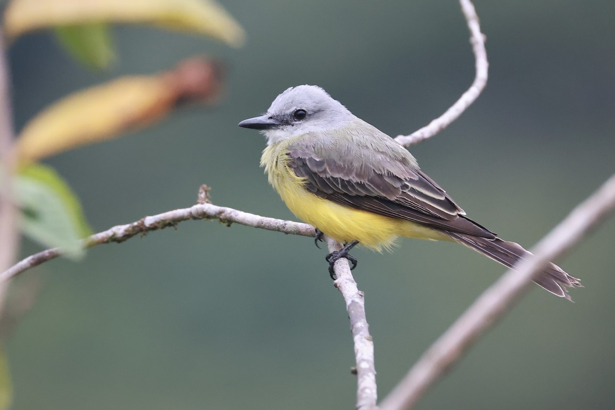 Tropical Kingbird - ML641475838