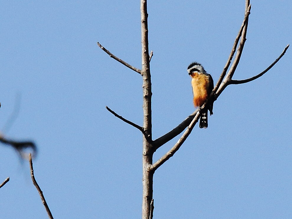 Collared Falconet - ML641475841