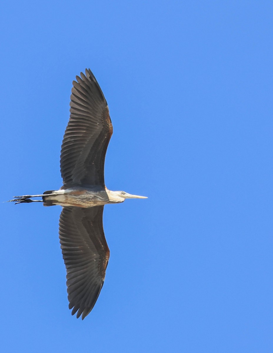 Great Blue Heron - ML641475842