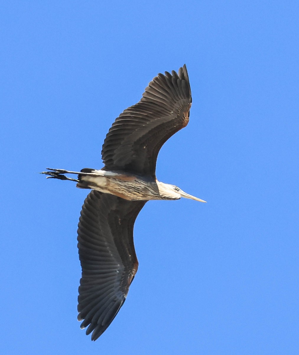 Great Blue Heron - ML641475844
