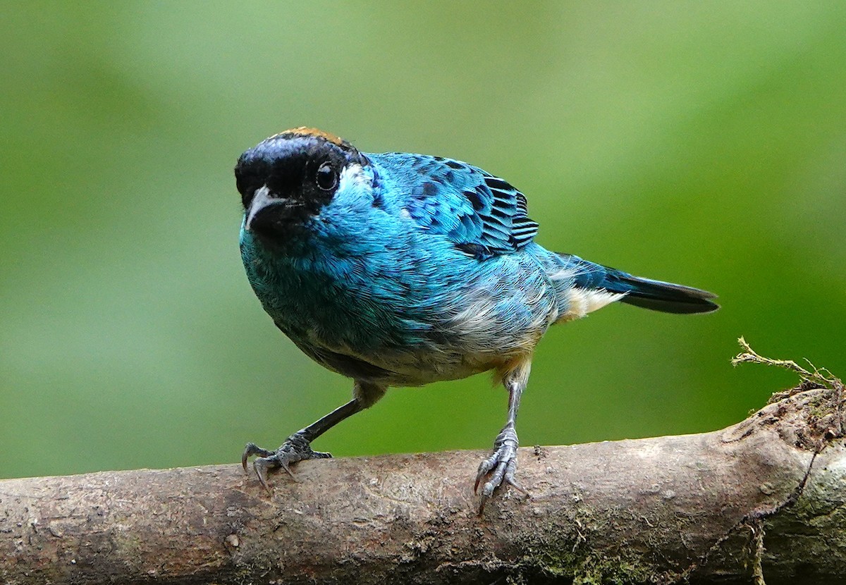 Golden-naped Tanager (Golden-naped) - ML641475881