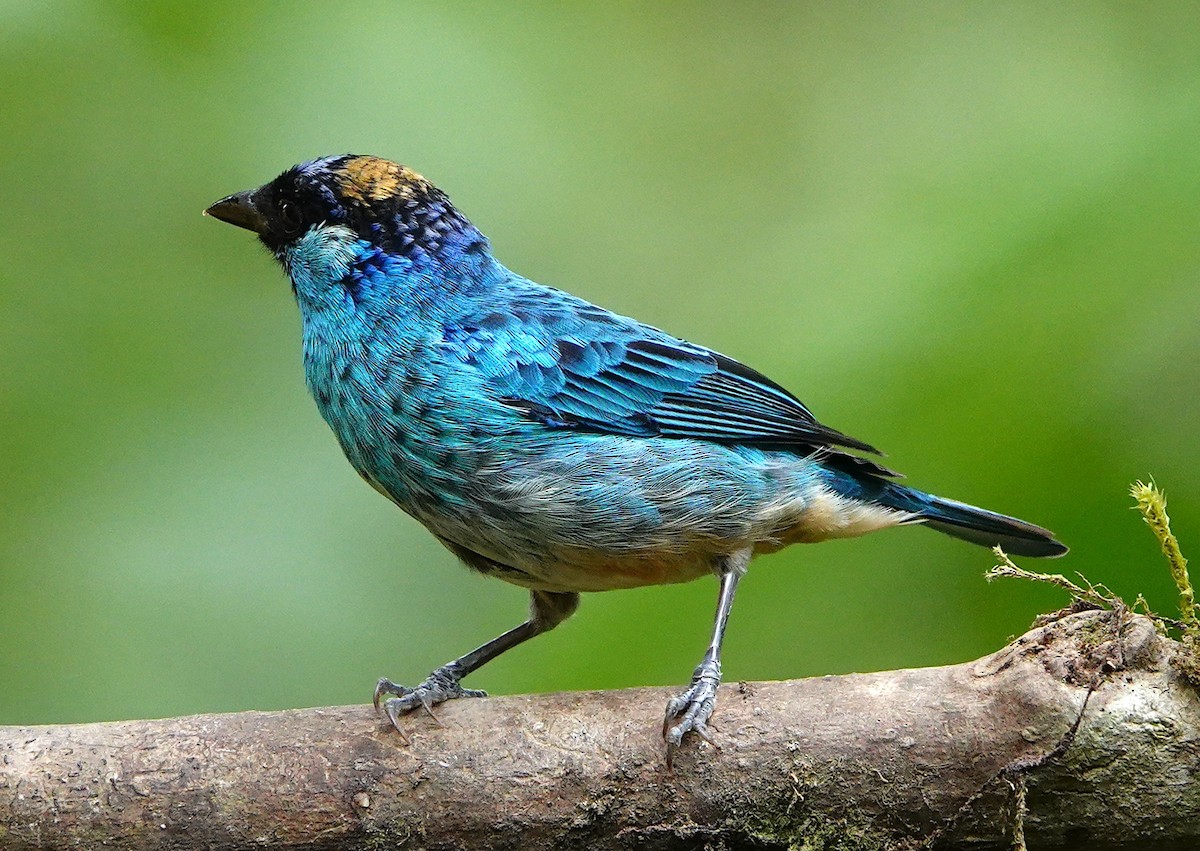 Golden-naped Tanager (Golden-naped) - ML641475882