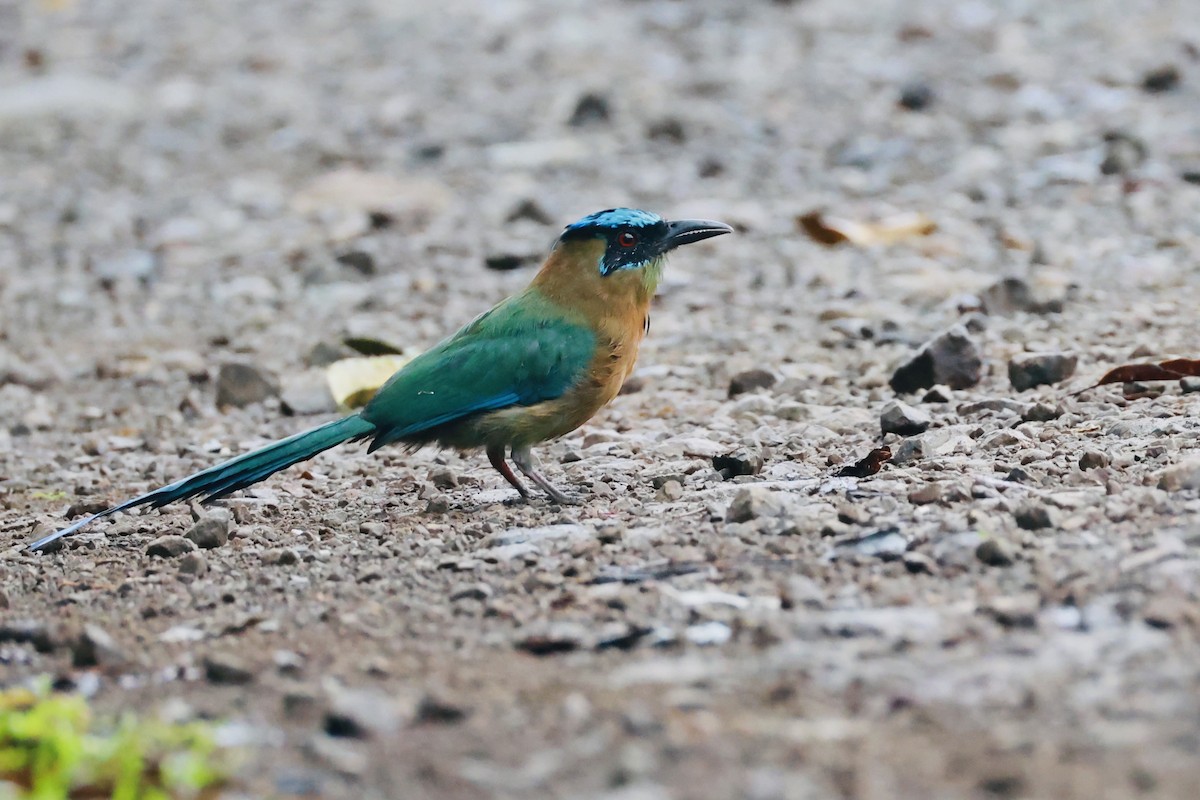Lesson's Motmot - ML641475917