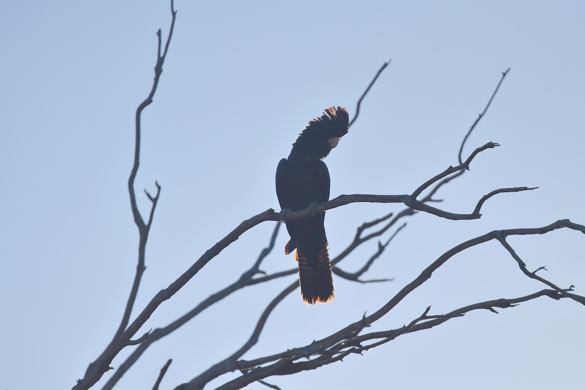 Red-tailed Black-Cockatoo - ML641475953