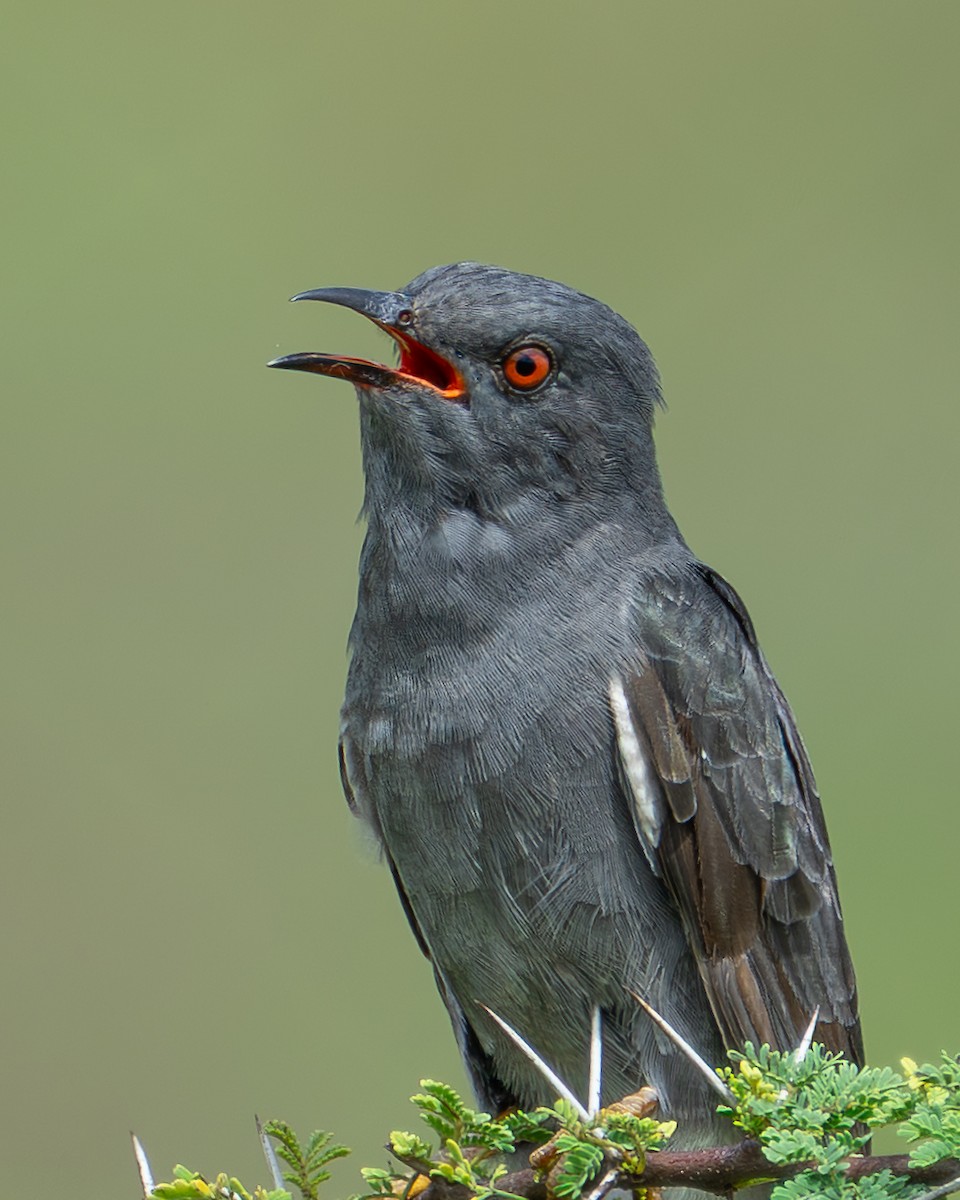 Gray-bellied Cuckoo - ML641475955