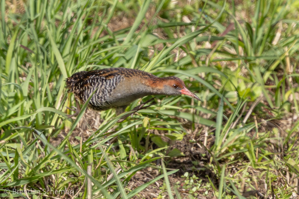 Lewin's Rail - ML641475969