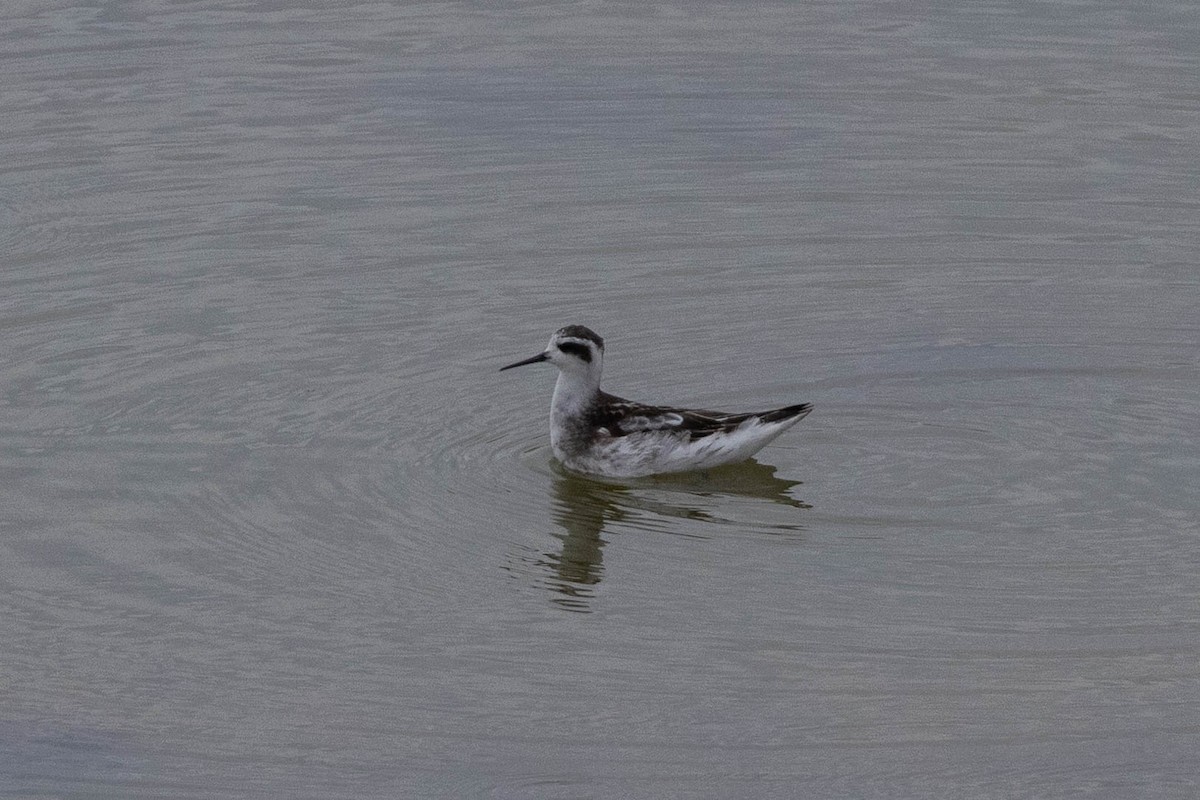 svømmesnipe - ML641475970