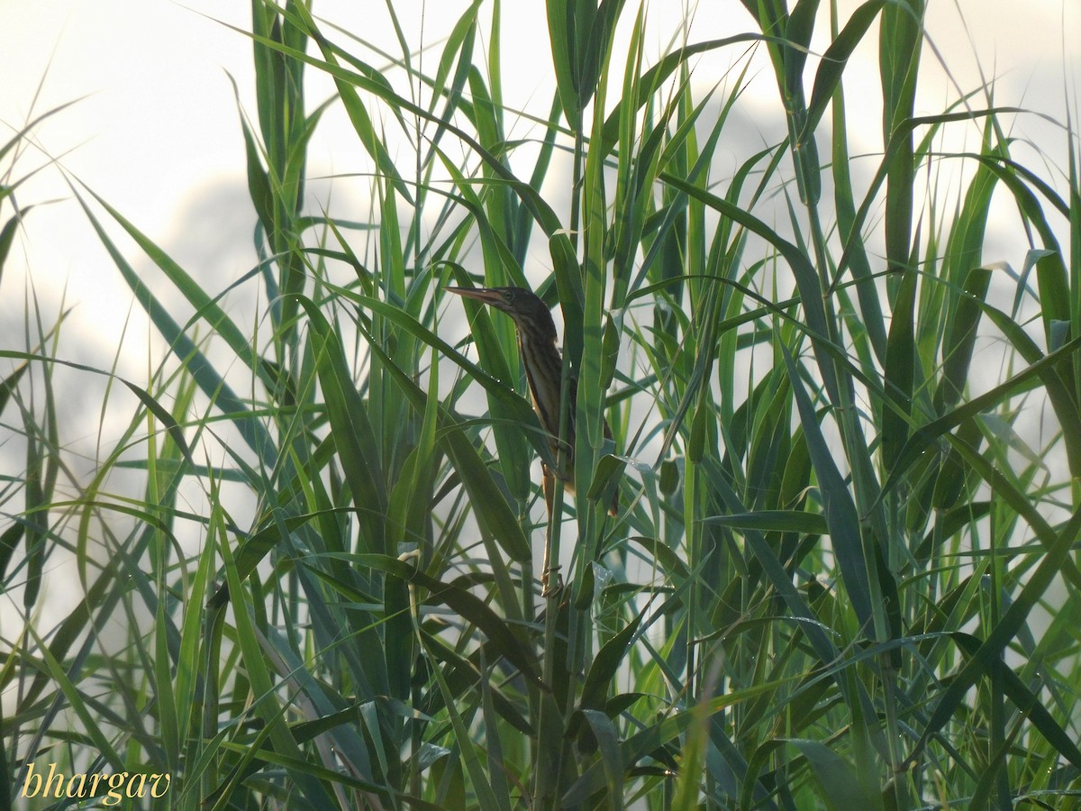 Cinnamon Bittern - ML641475972