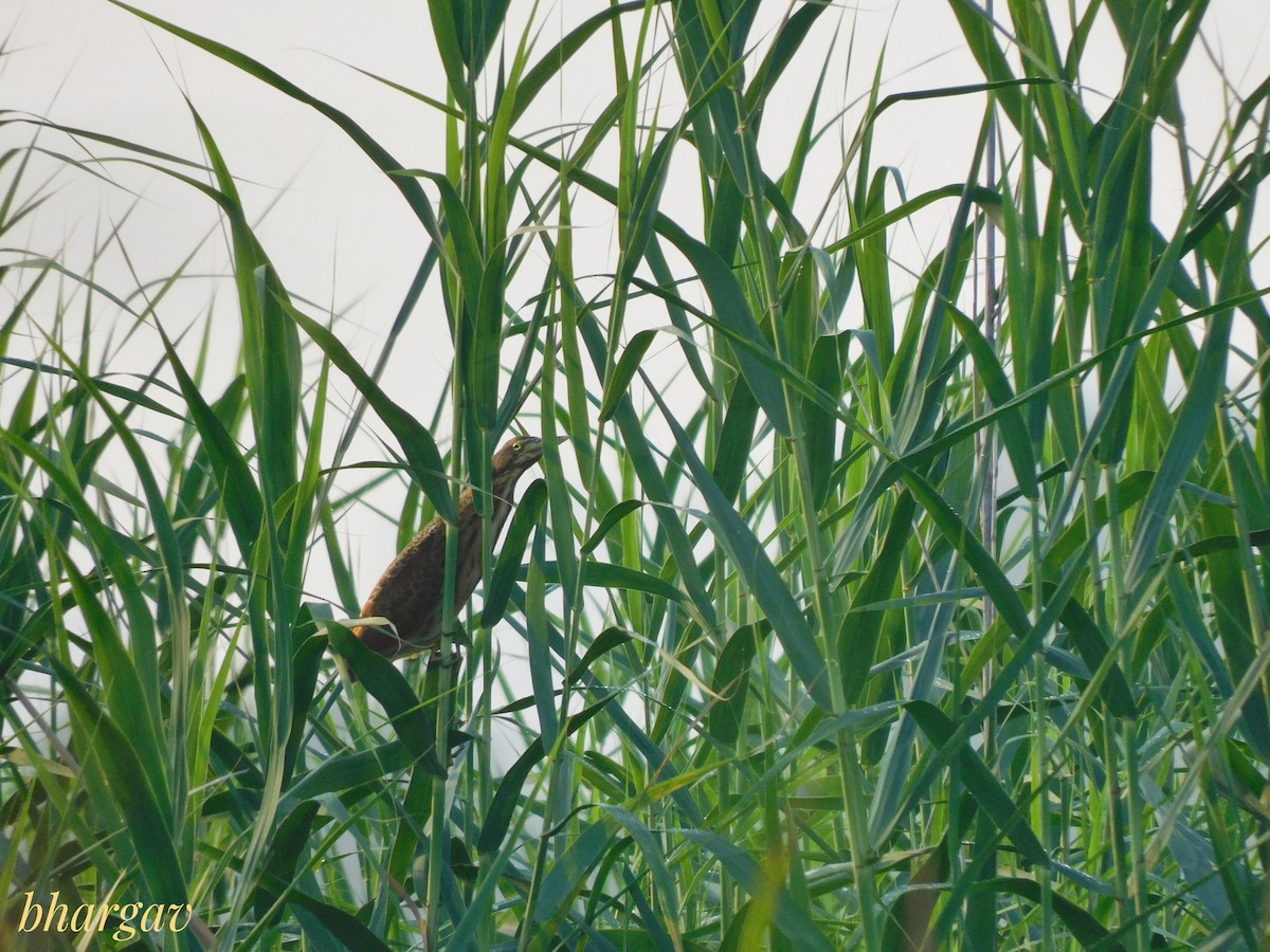 Cinnamon Bittern - ML641475973