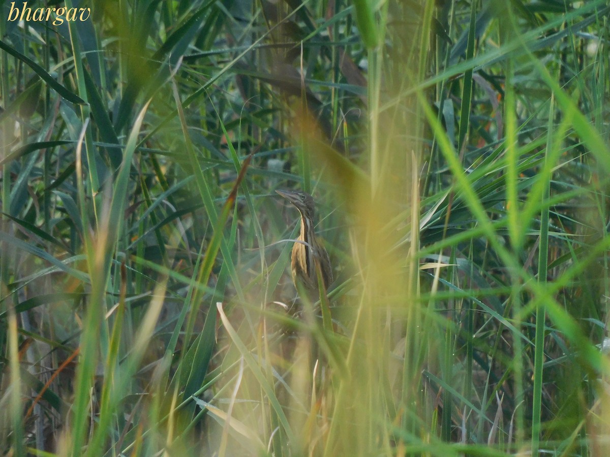 Cinnamon Bittern - ML641475974