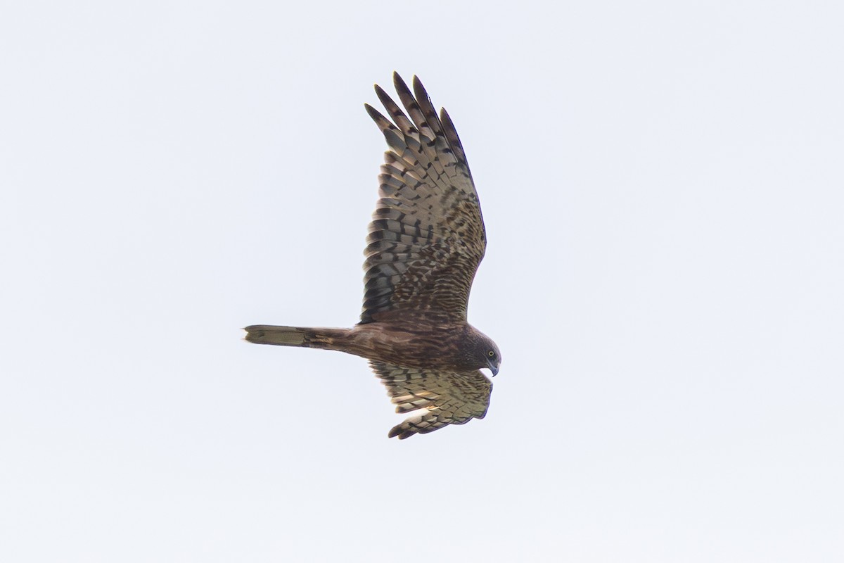 Swamp Harrier - ML641475988
