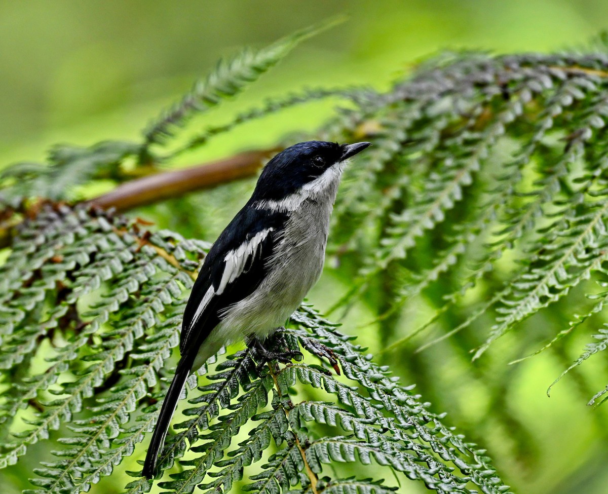 Bar-winged Flycatcher-shrike - ML641476003
