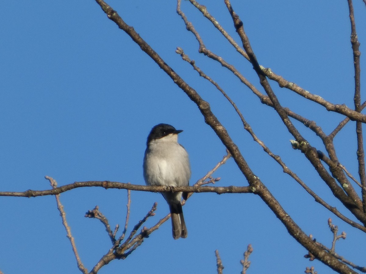 Fiscal Flycatcher - ML641476006